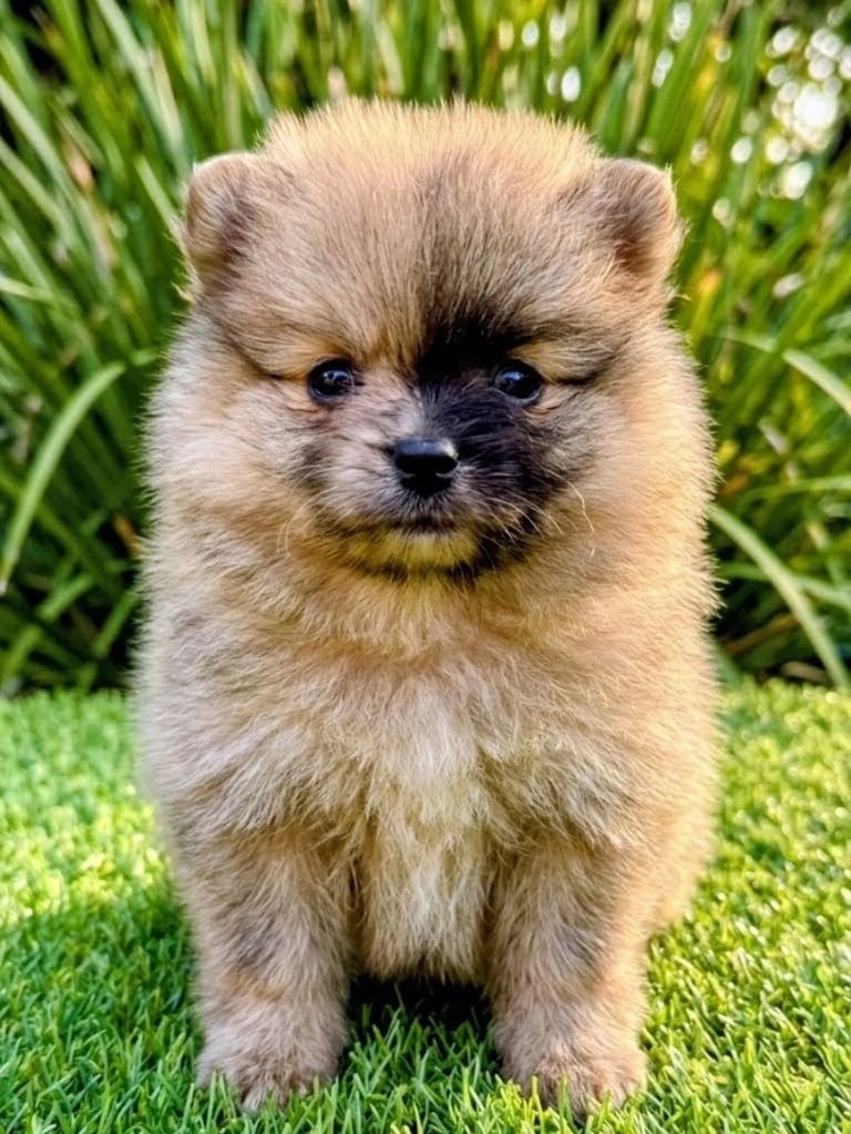 Cachorro Pomerania de Pet Lovers Criadero en Cajicá