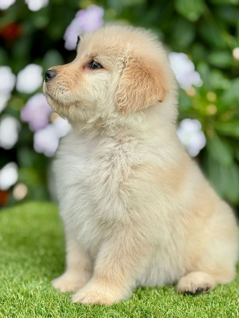Cachorro Golden Retriever de Pet Lovers Criadero en Cajicá