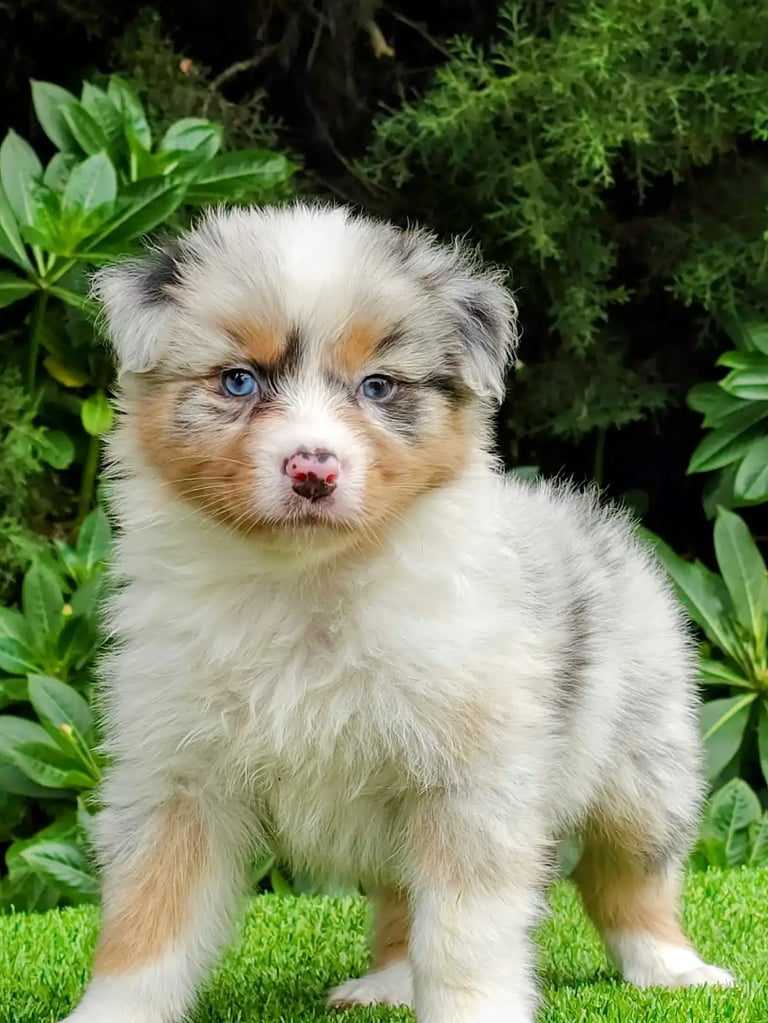 Cachorro Pastor Australiano de Pet Lovers Criadero en Cajicá
