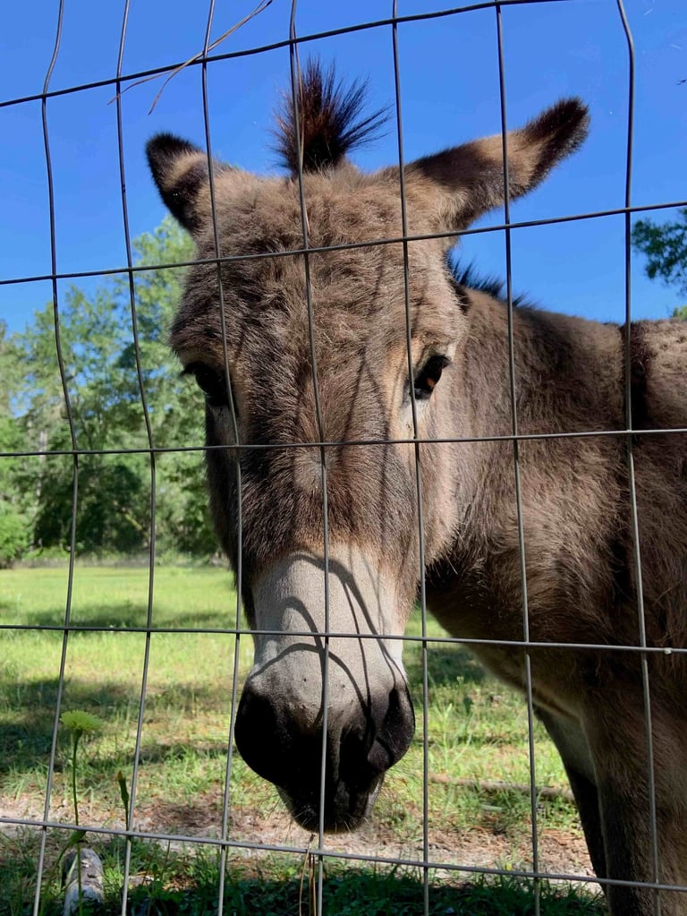 A brown donkey peeking through a wire farm fence in a sunny green pasture.