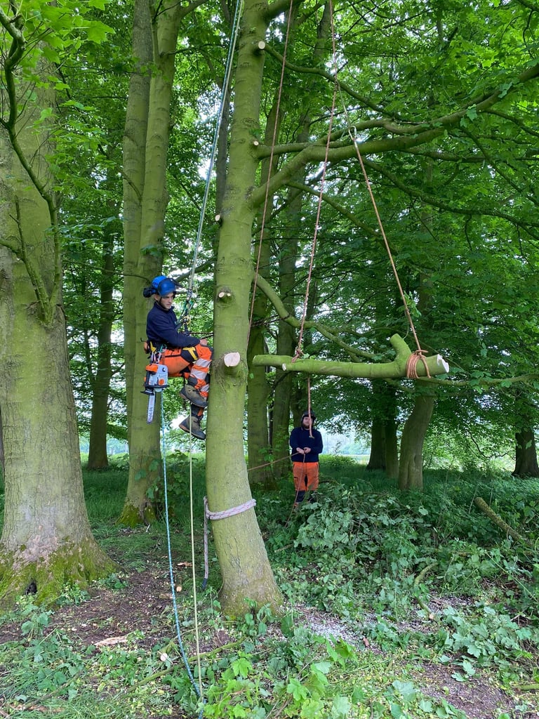Tree rigging cradle balance