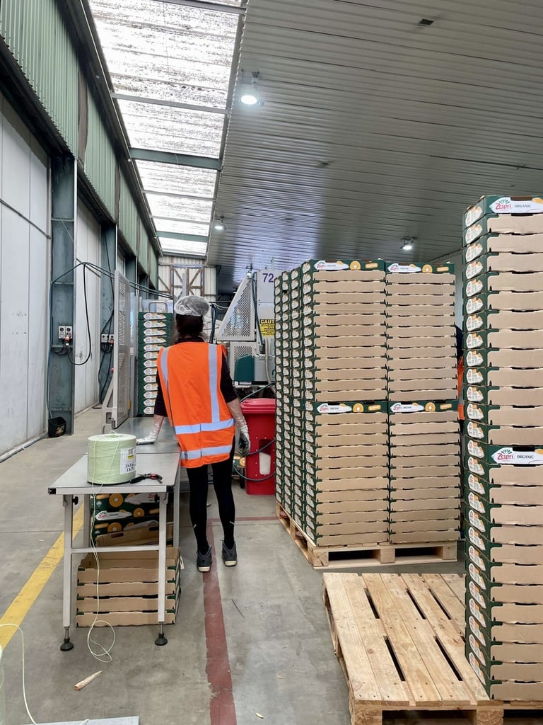 Pallets de cajas para kiwis zespri en Nueva Zelanda