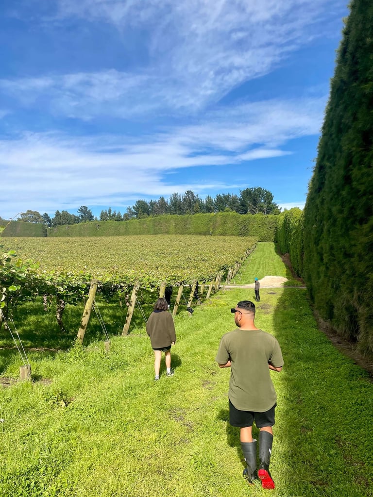 Trabajando en una orchard de kiwi en Nueva Zelanda