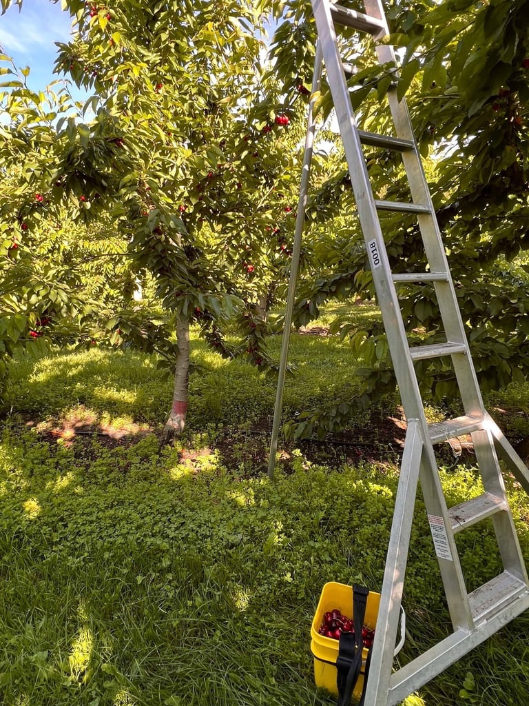 La escalera para recoger las cherries 