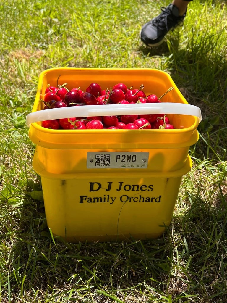 Un cubo de cerezas en Nueva Zelanda