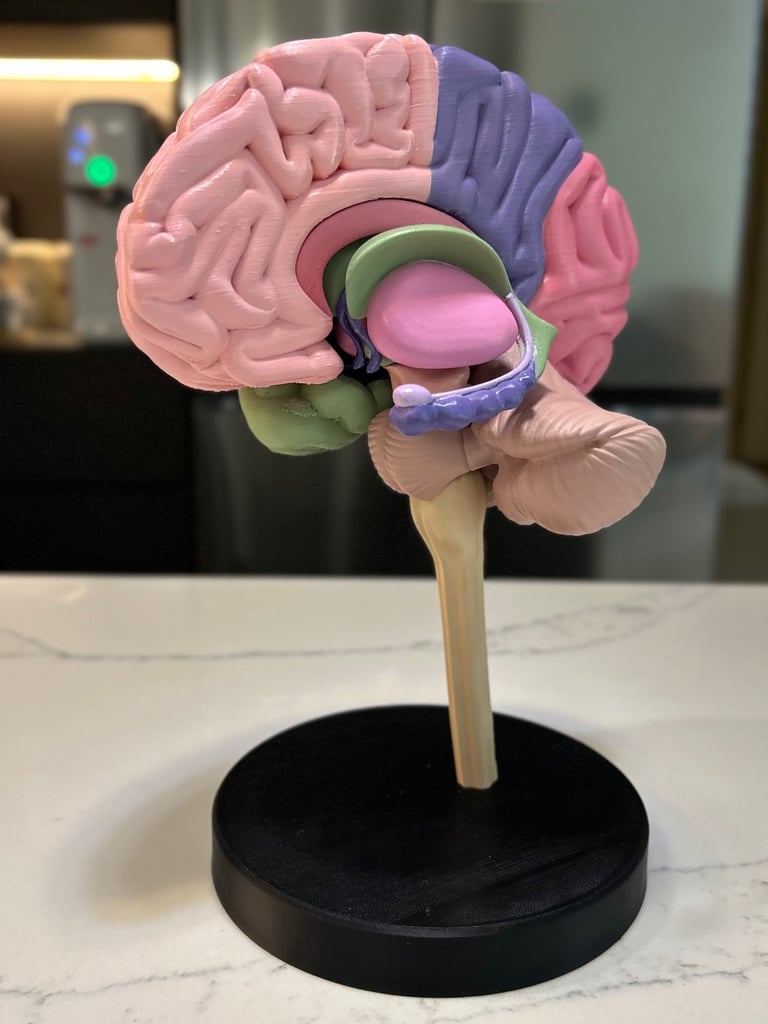 model of a brain