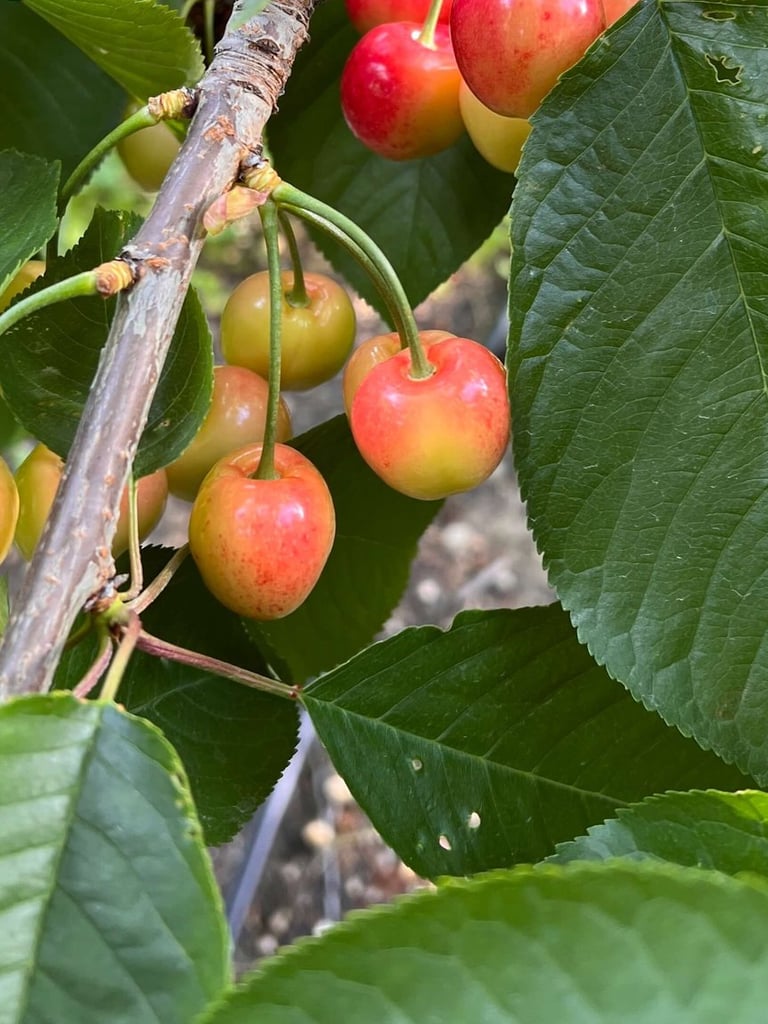 Cerezas en Nueva Zelanda