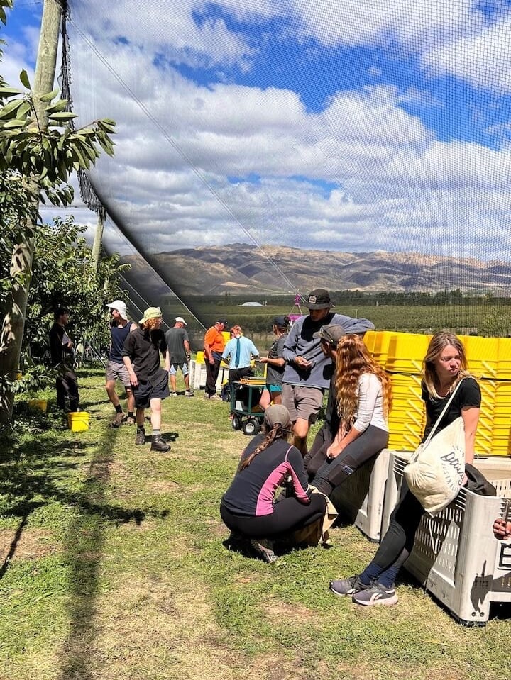 Trabajando en la orchard de cherries en nueva zelanda