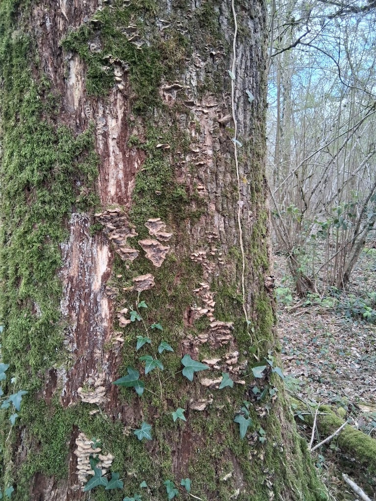 champignons parsites sur chêne