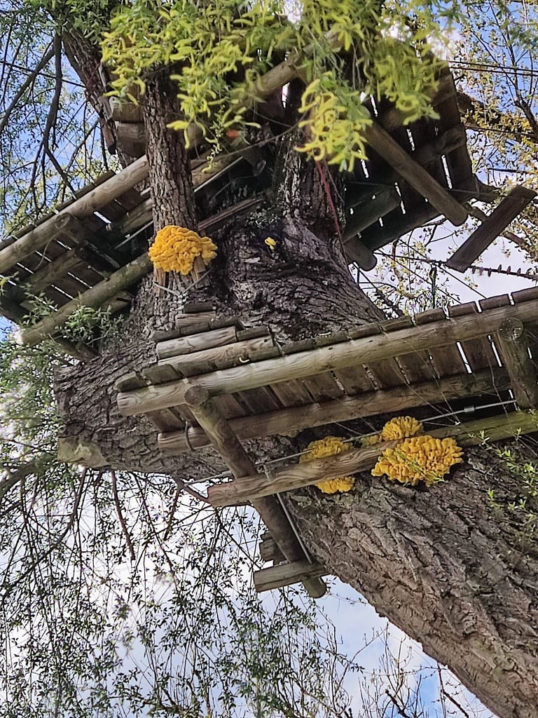 Polypore soufré sur saules