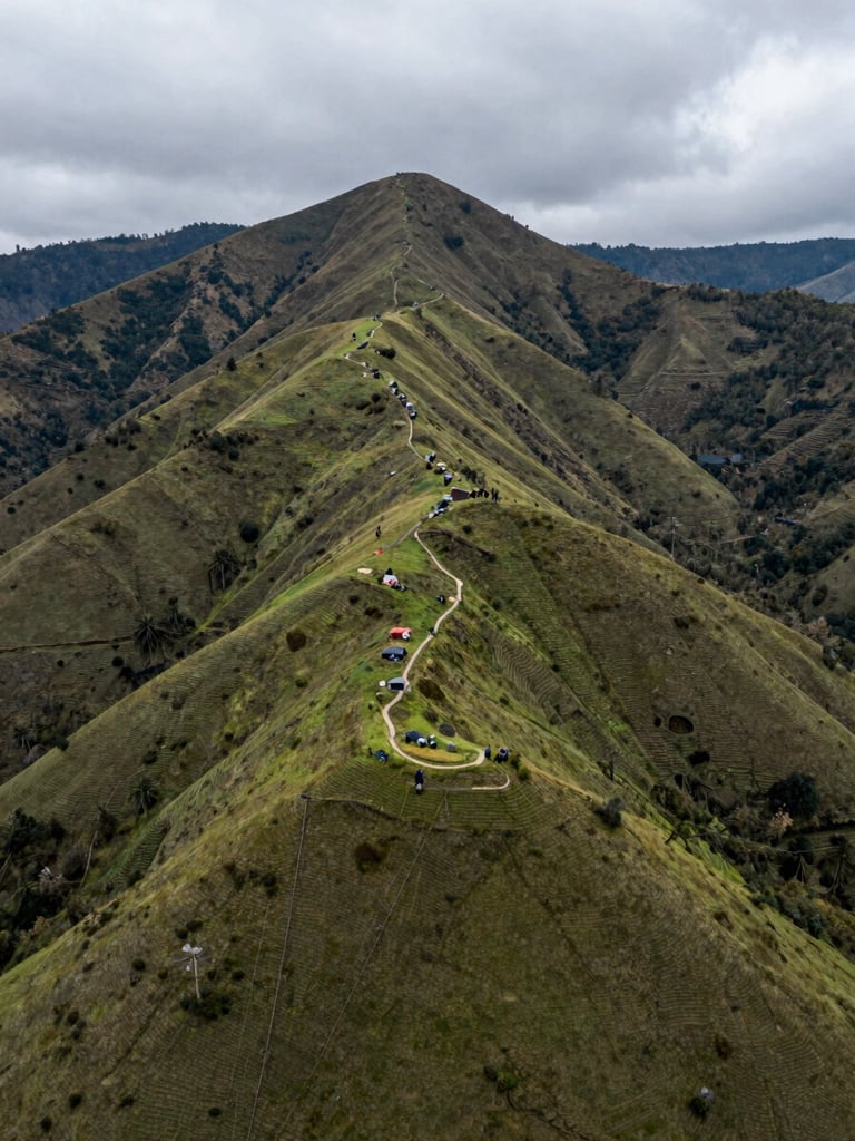 Vista aérea de un proyecto de reforestación activa en la cordillera andina colombiana, laderas verdes recuperadas bajo un cielo nublado y luz natural suave.