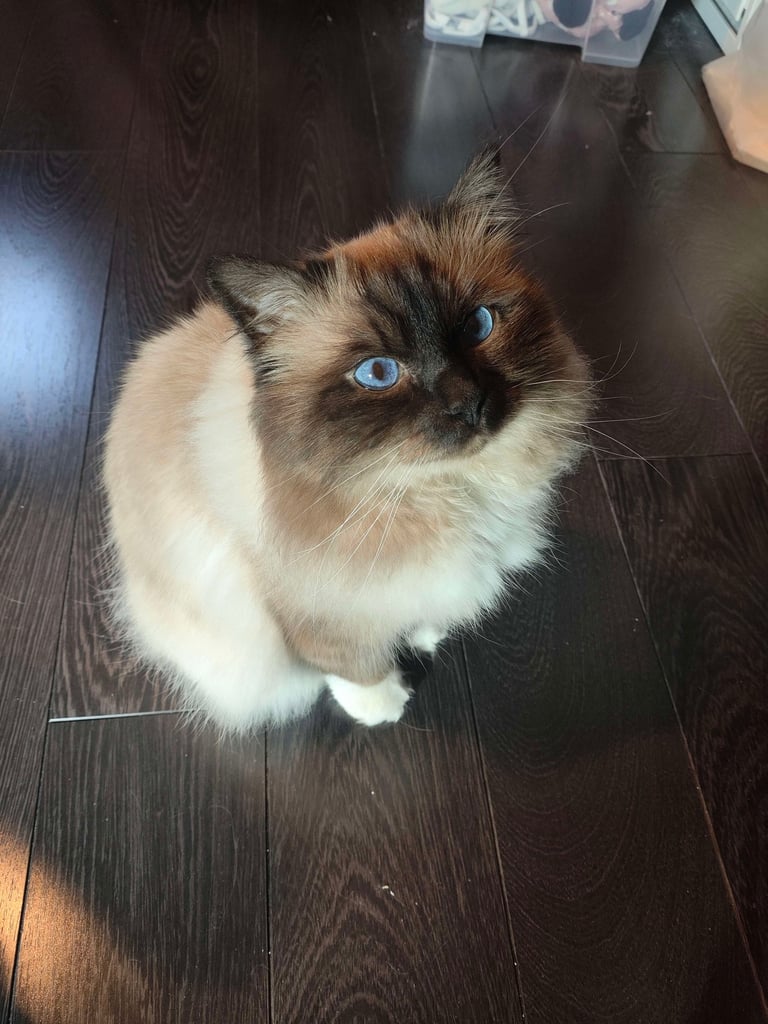 Sora - Sacré de Birmanie Seal Point