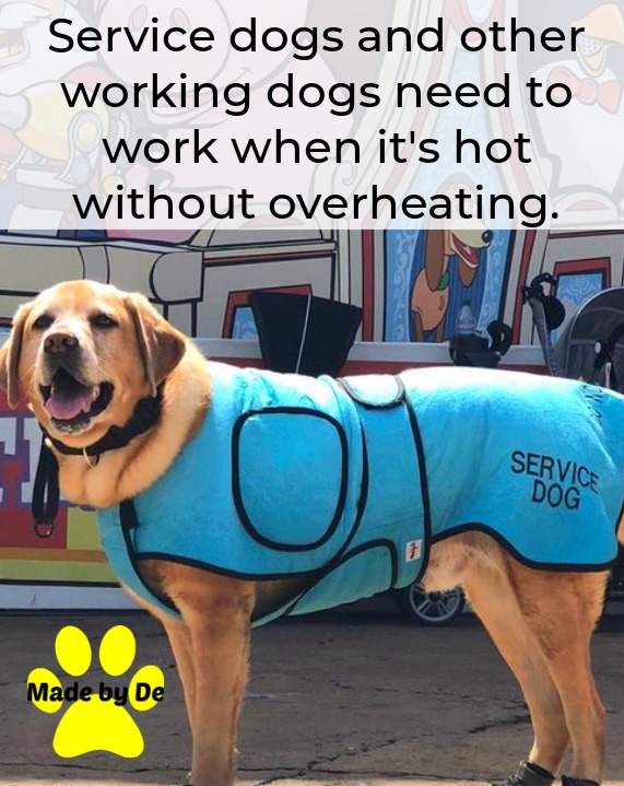 A yellow Lab service dog wears a light blue cooling vest to prevent overheating while working.