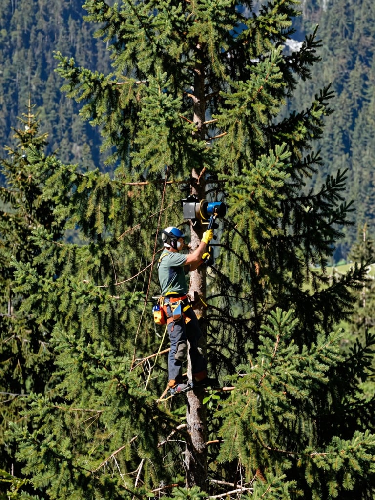 Professional arborist high in a majestic Swiss pine, wearing clean safety gear, precise cut, crisp alpine daylight, forest green tones