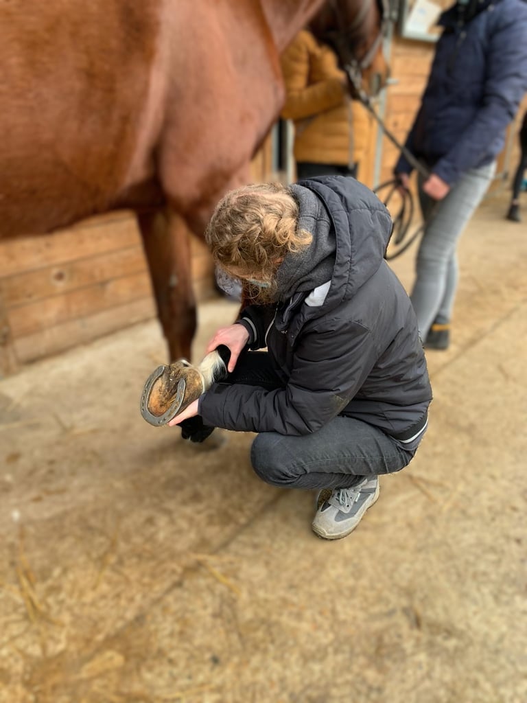 Séance d'ostéopathie pour cheval dans le Hainaut en Belgique