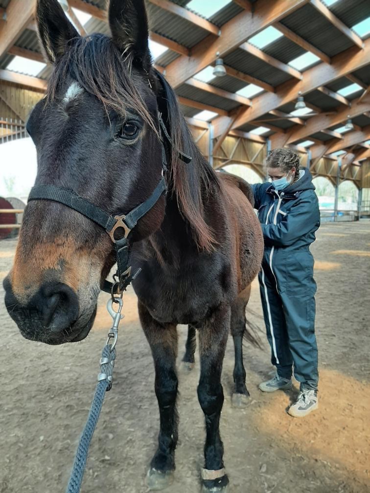 Séance d'ostéopathie pour cheval en Belgique