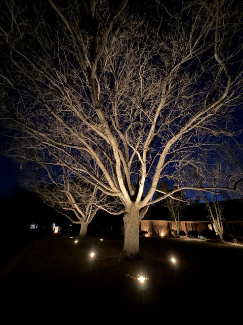 Illuminated bare trees featuring professional landscape uplighting in a residential yard at night.