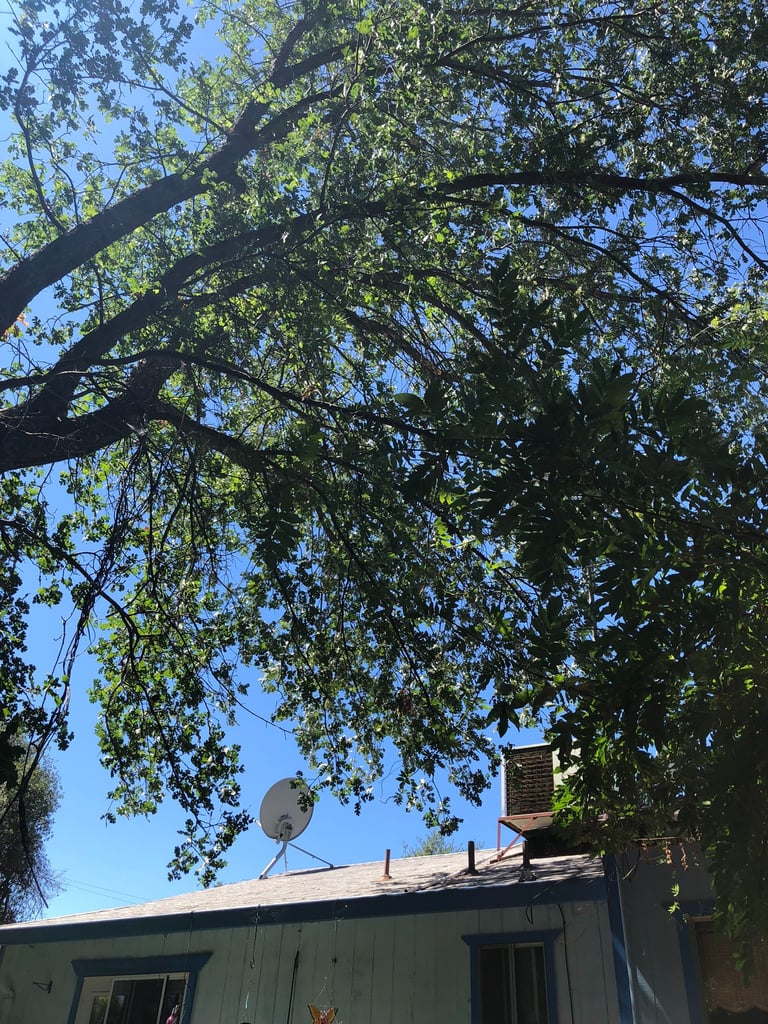 tree branch hanging near white house with blue trim