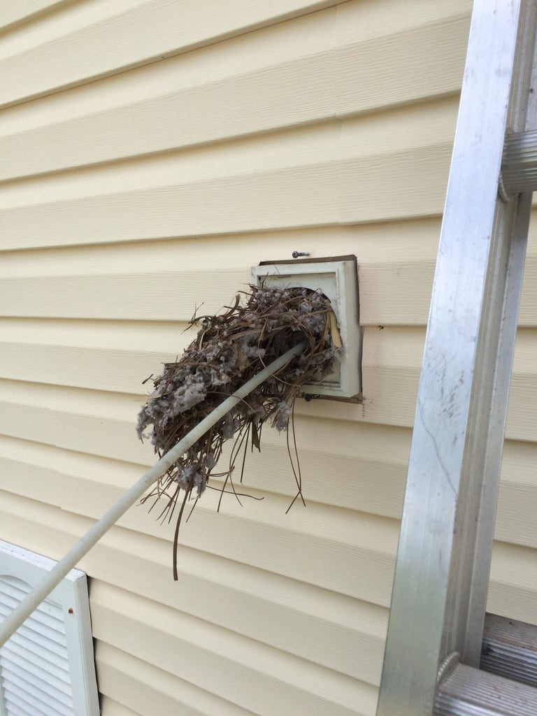 Bird nest in dryer vent located in North Fort Myers