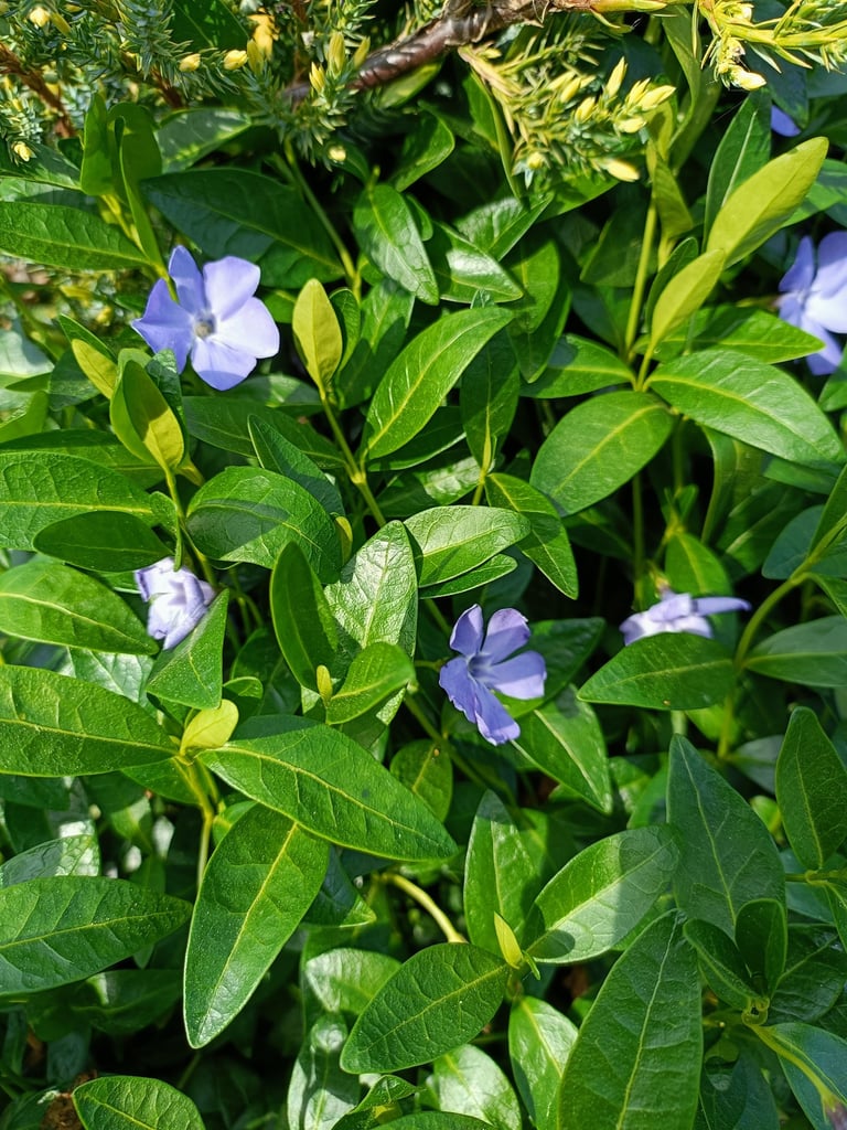 sodoidile.lt augalų sodinimas ir jų parinkimas