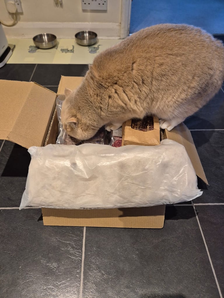 Stella the british shorthaired cat getting stuck into her order from Kitty's Rawr Store