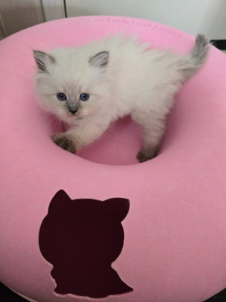 Texas Siberian kitten