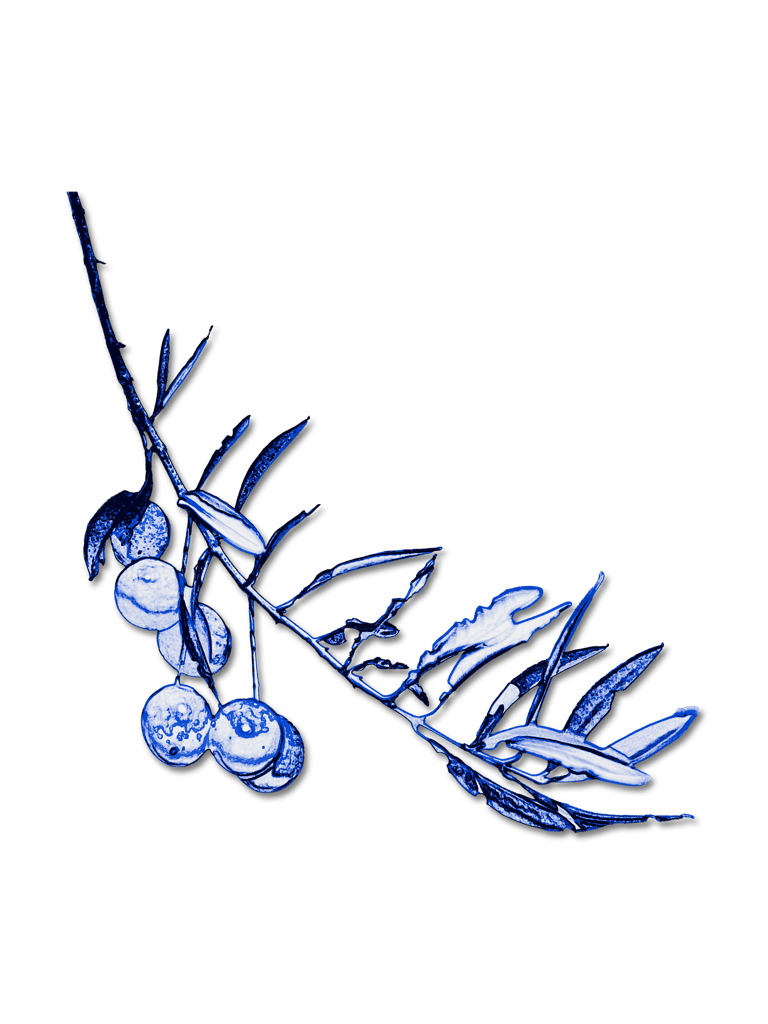 blue olive branch with olives