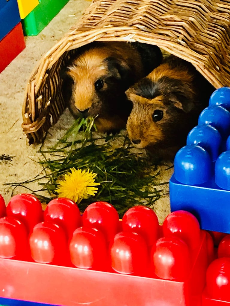 zootherapie belgique