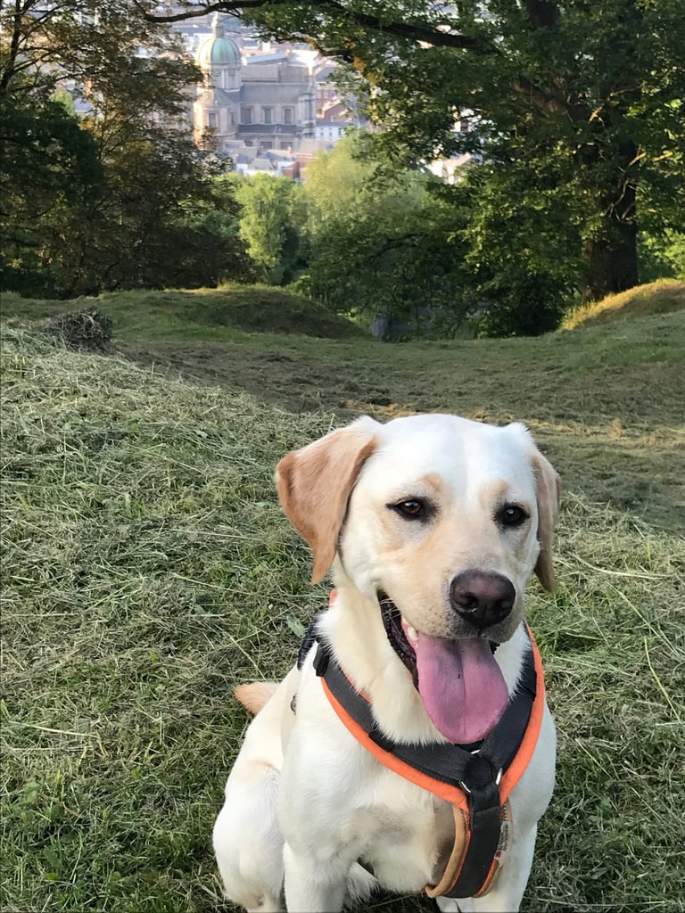 combatre la peur du chien