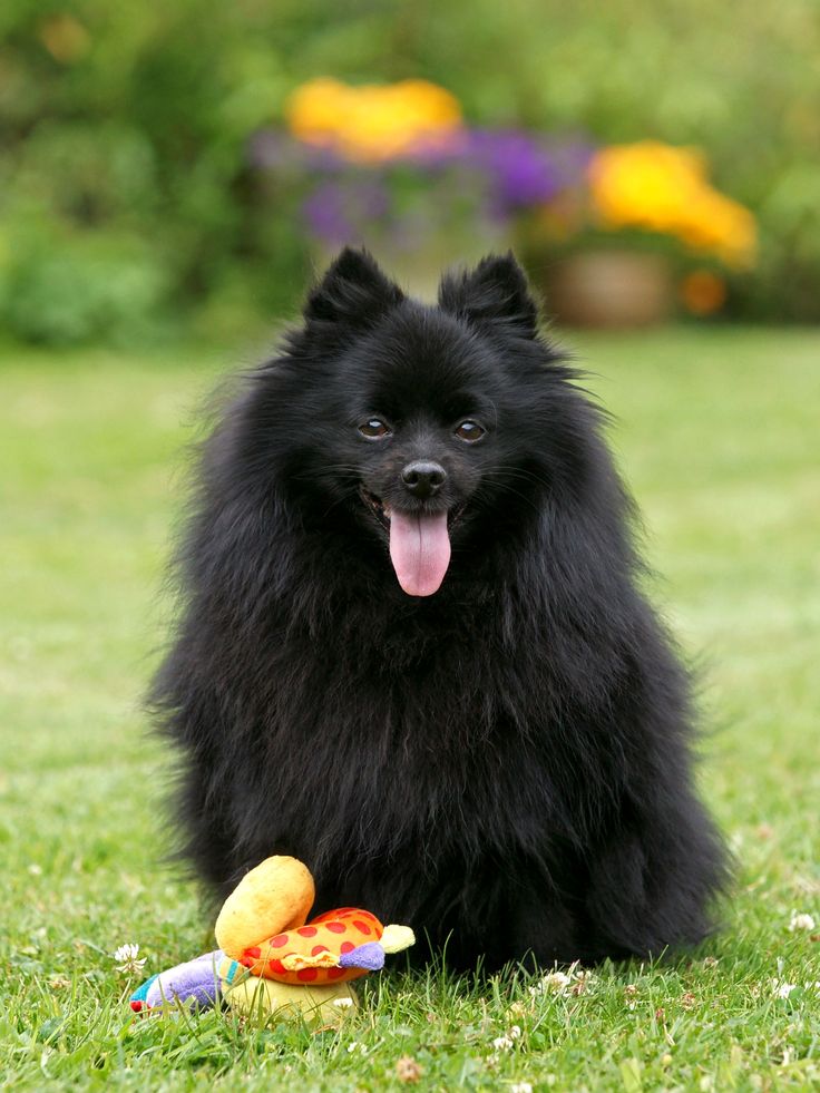 venta perro pomerania argentina