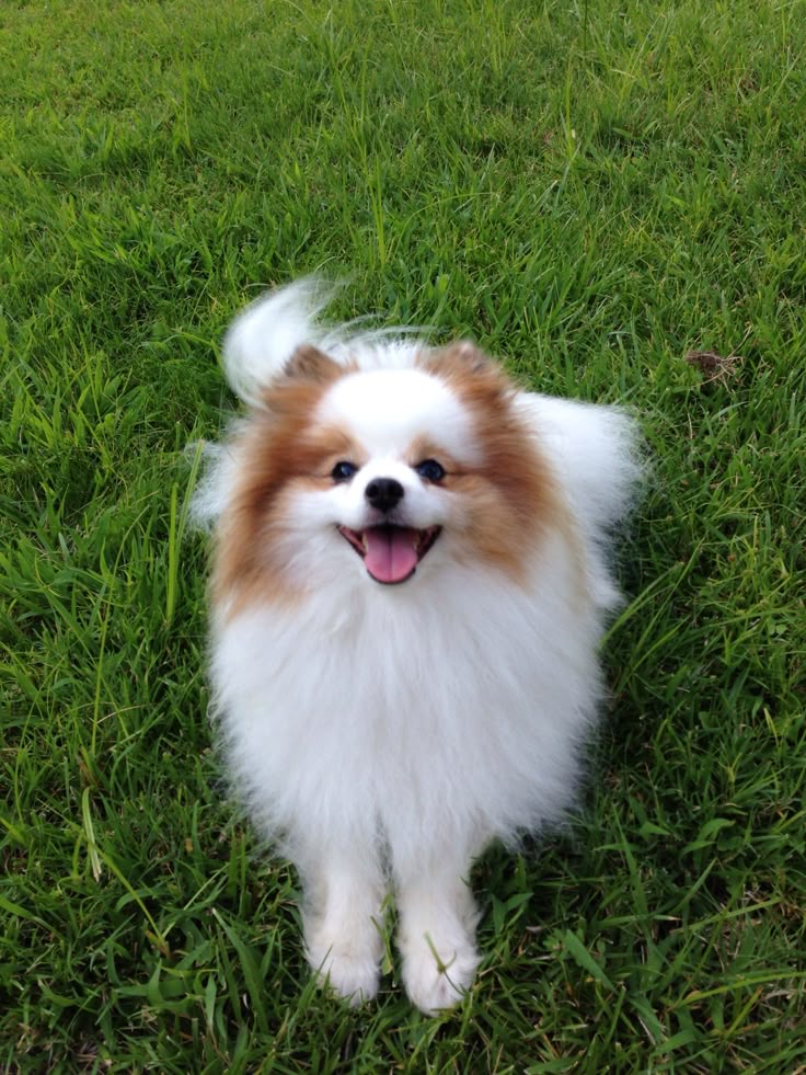 criadero cachorrito pomerania argentina