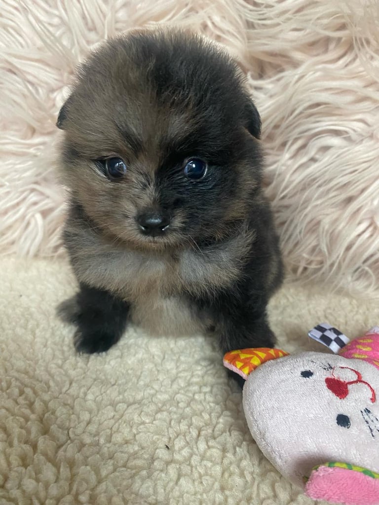 cachorro pomerania venta