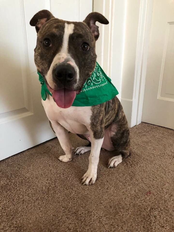 a dog sitting on the floor with a green bandannaise around it