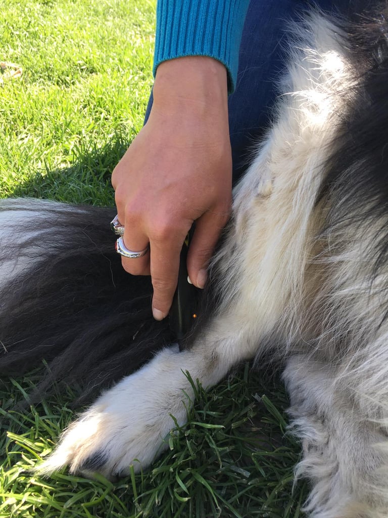 Laserakupunktur für Tiere