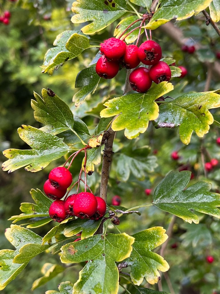 Weissdorn in der Chinesischen Medizin