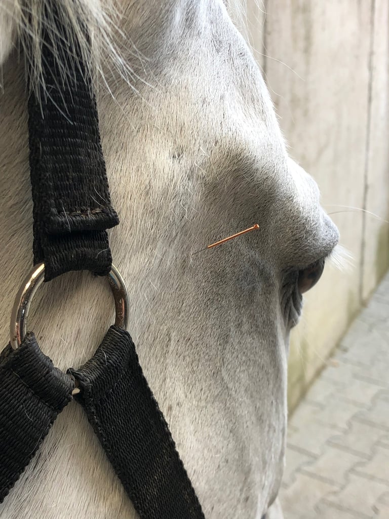 Fünf Elemente Akupunktur für Pferde und Hunde