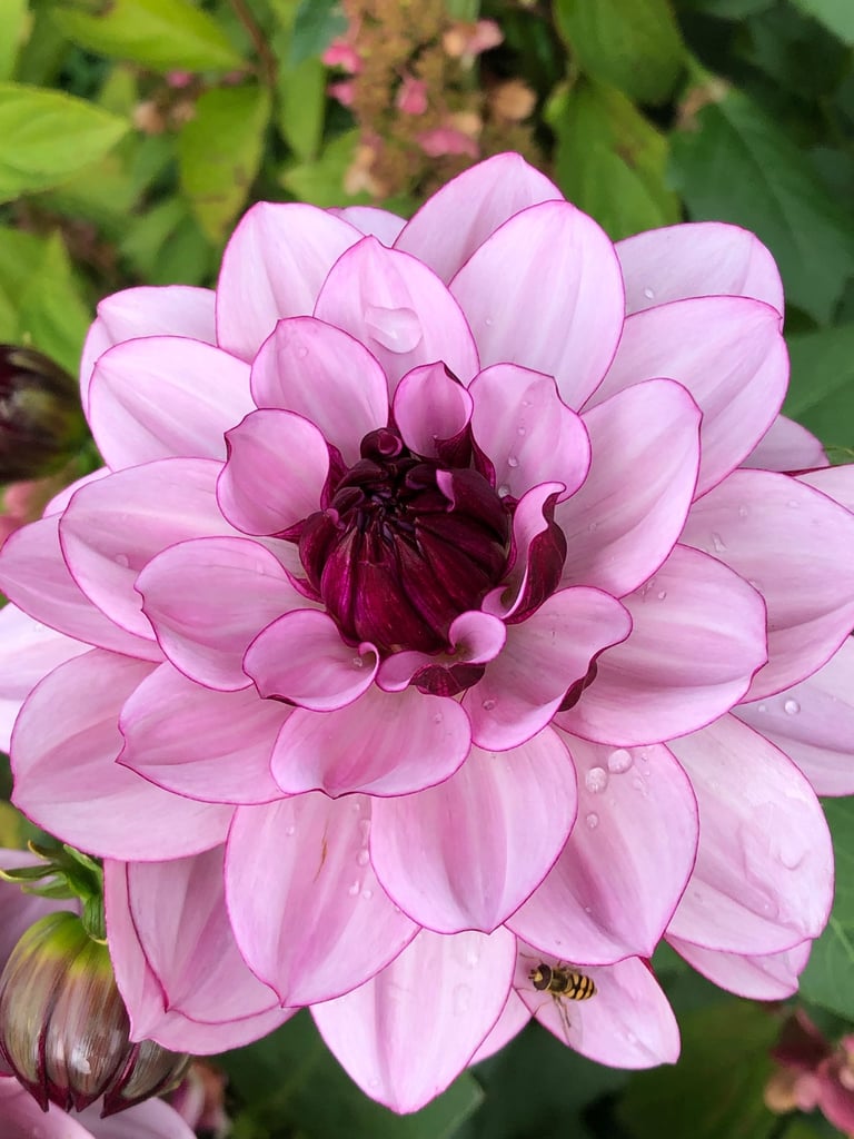 Exploring nature through meditation