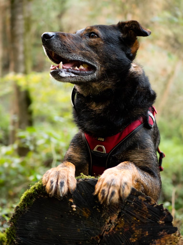 Un chien allongé sur un tronc