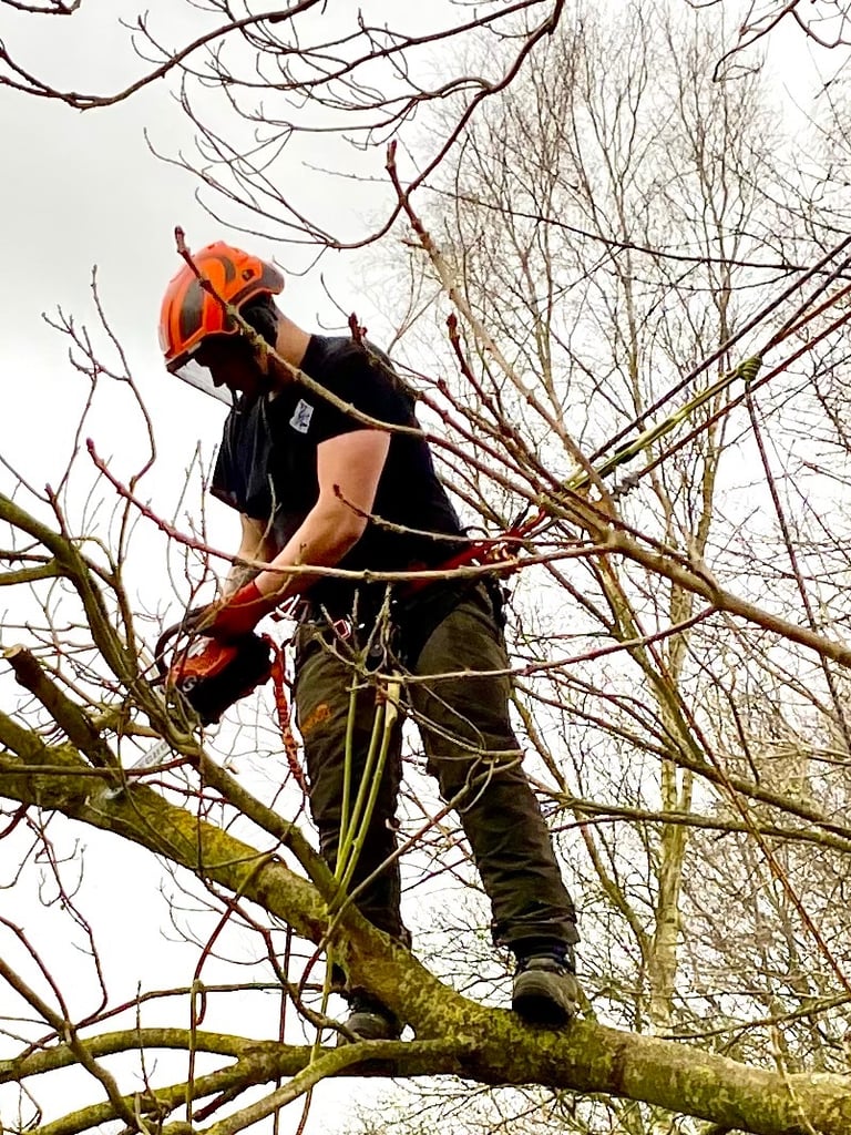 Chainsaw from harness / aerial pruning