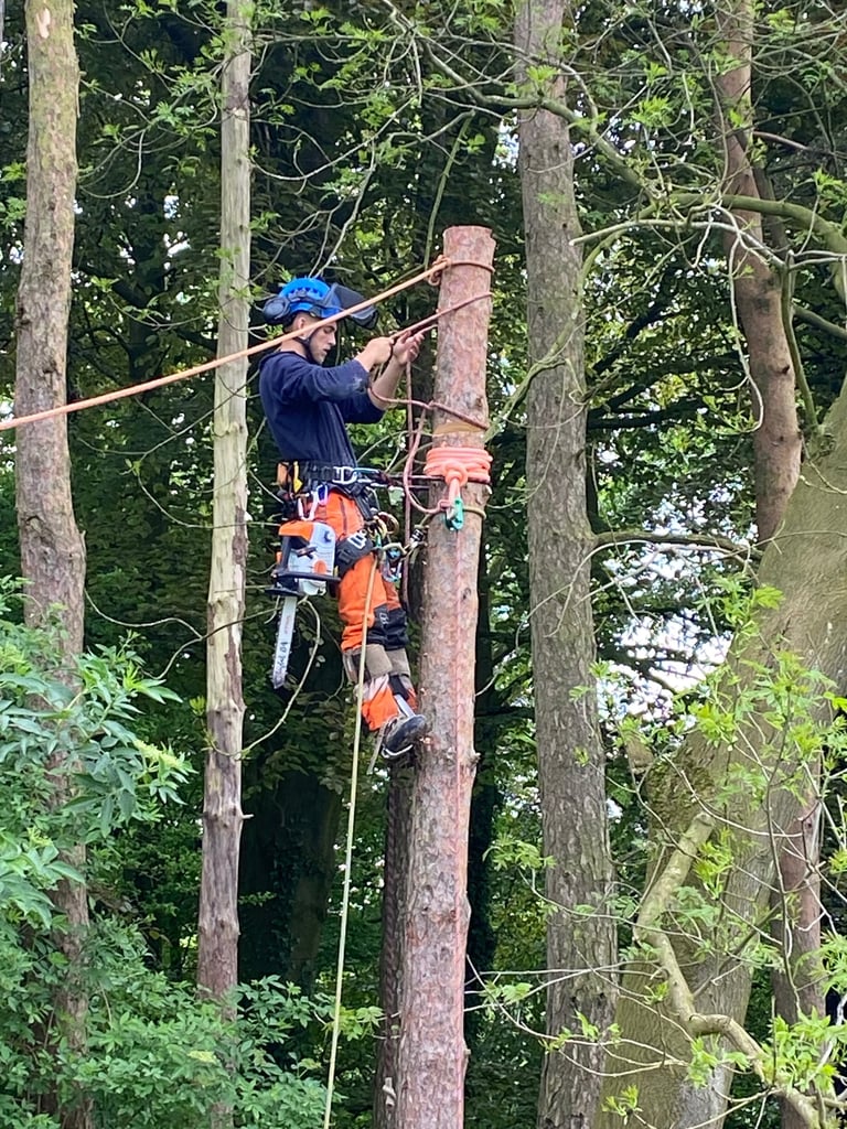 Aerial tree rigging