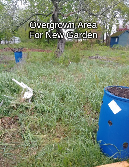 overgrown area for garden