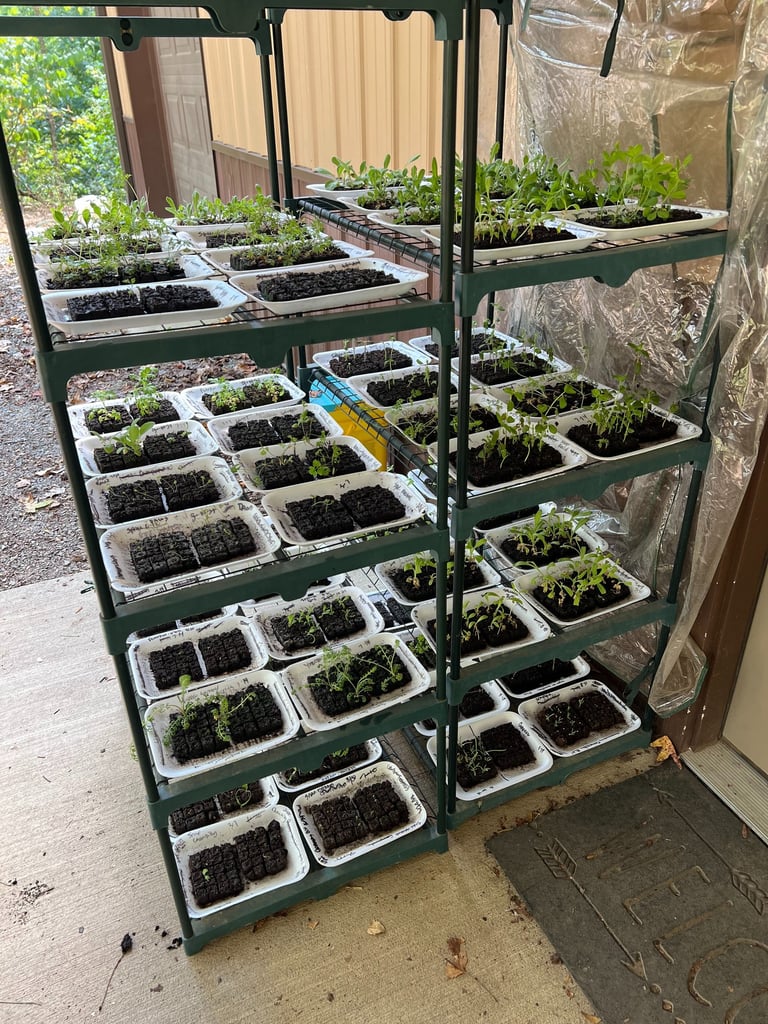 Warm season seedlings getting ready to be planted in the garden. All started from seed here on the f