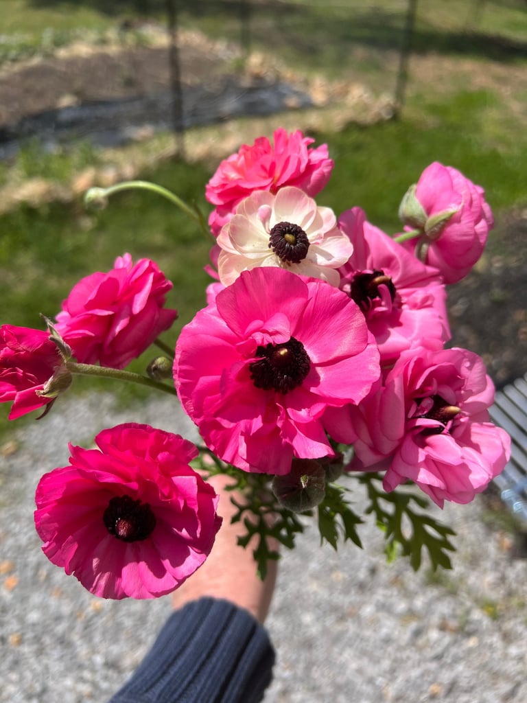 Pink Ranunculus from last year
