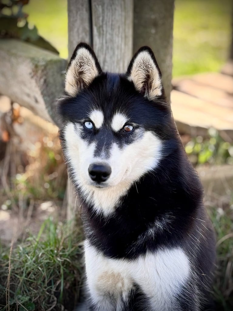 Husky-Erlebnisse, Husky-Ausfahrten, Husky-Trekkingtouren, Husky Abenteuer, Dietfurt, Bayern