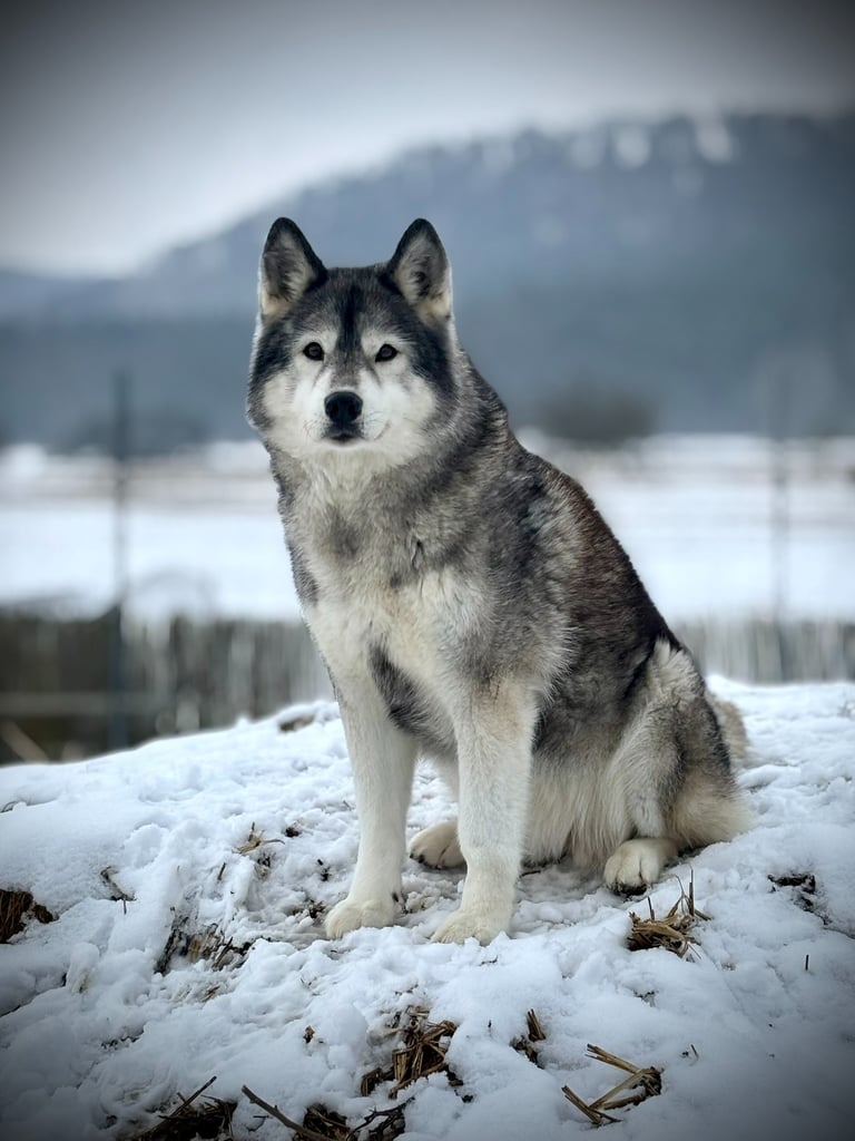 Husky-Erlebnisse, Husky-Ausfahrten, Husky-Trekkingtouren, Husky Abenteuer, Dietfurt, Bayern