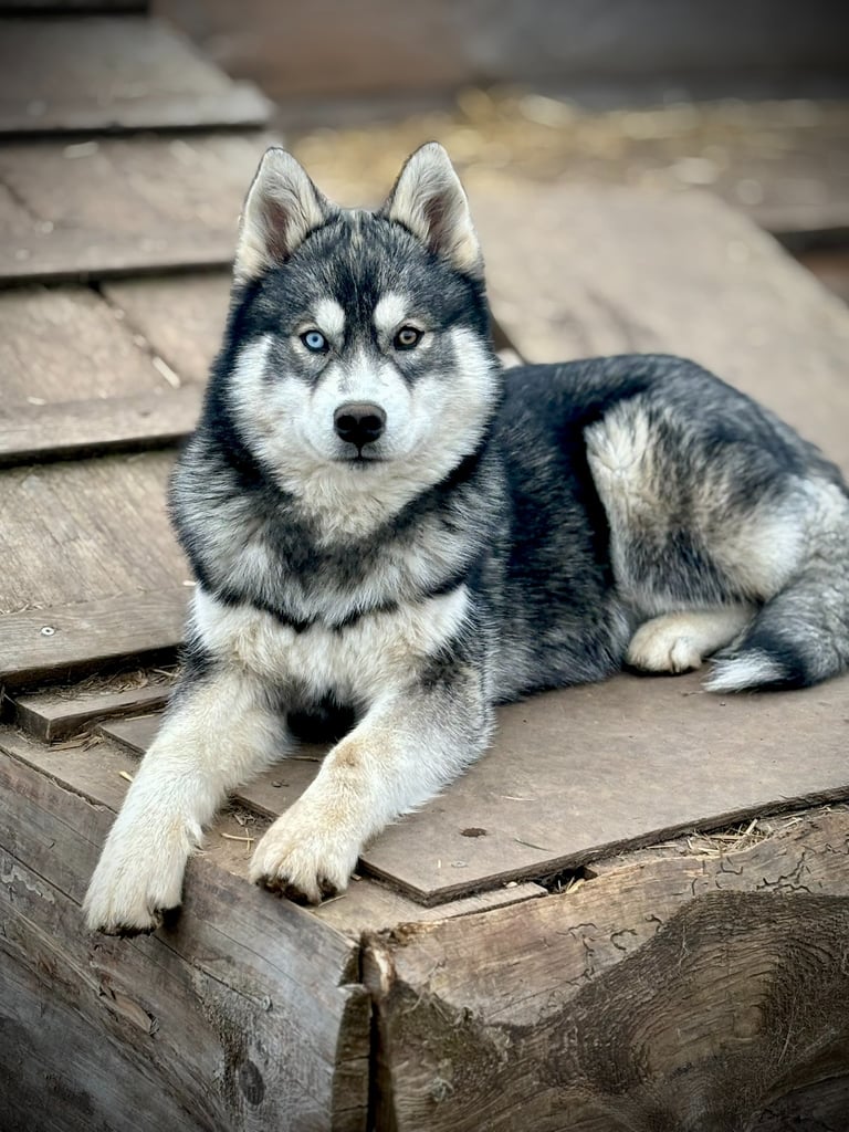 Husky-Erlebnisse, Husky-Ausfahrten, Husky-Trekkingtouren, Husky Abenteuer, Dietfurt, Bayern
