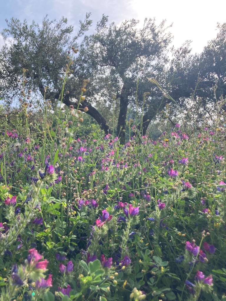 Field of wildflowers with purple and pink blooms, tall grasses, and olive trees in the background under a sunny sky.