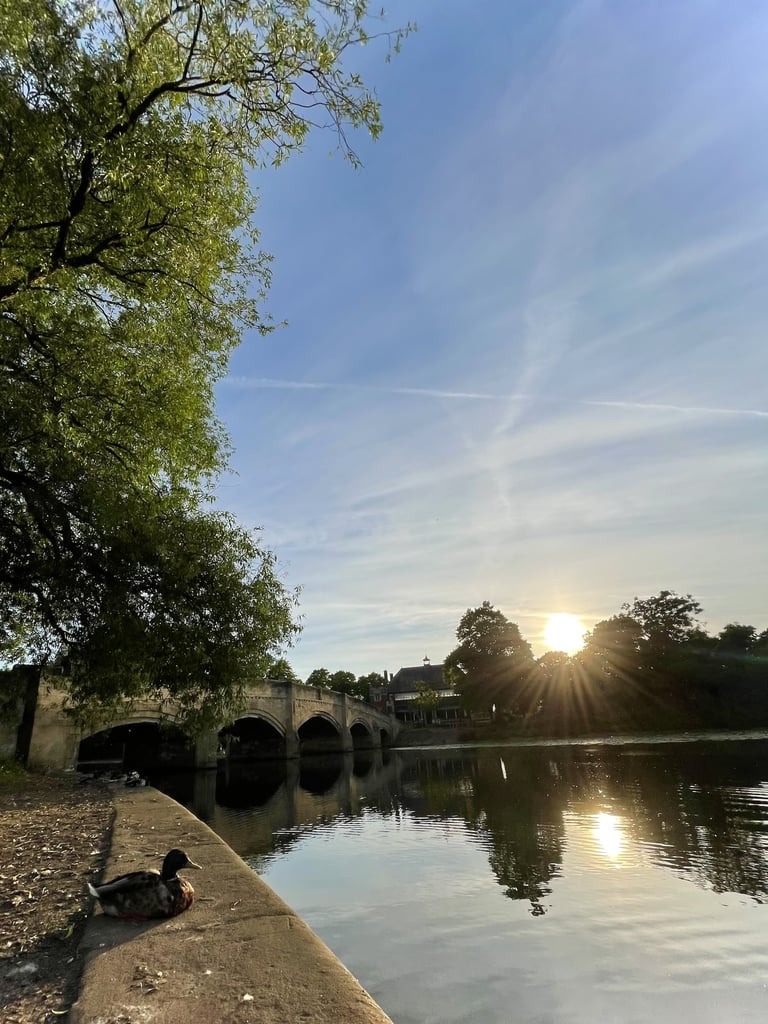 a duck next to a river and a bridge