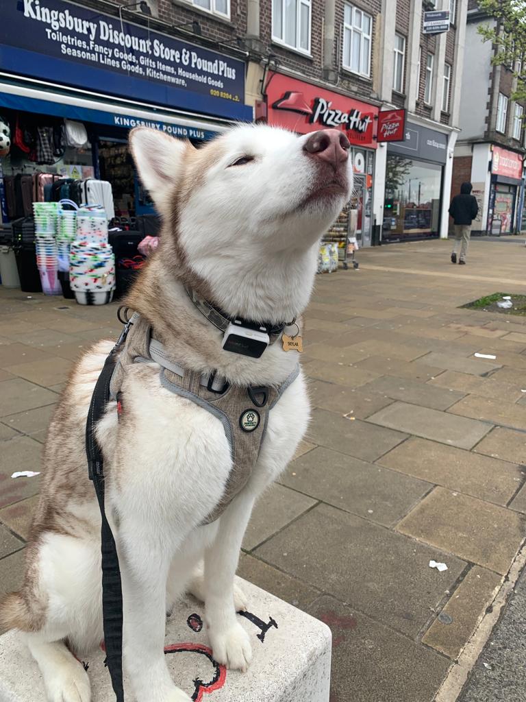 Siberian Husky wearing Pawfect Adventures Harness in North London