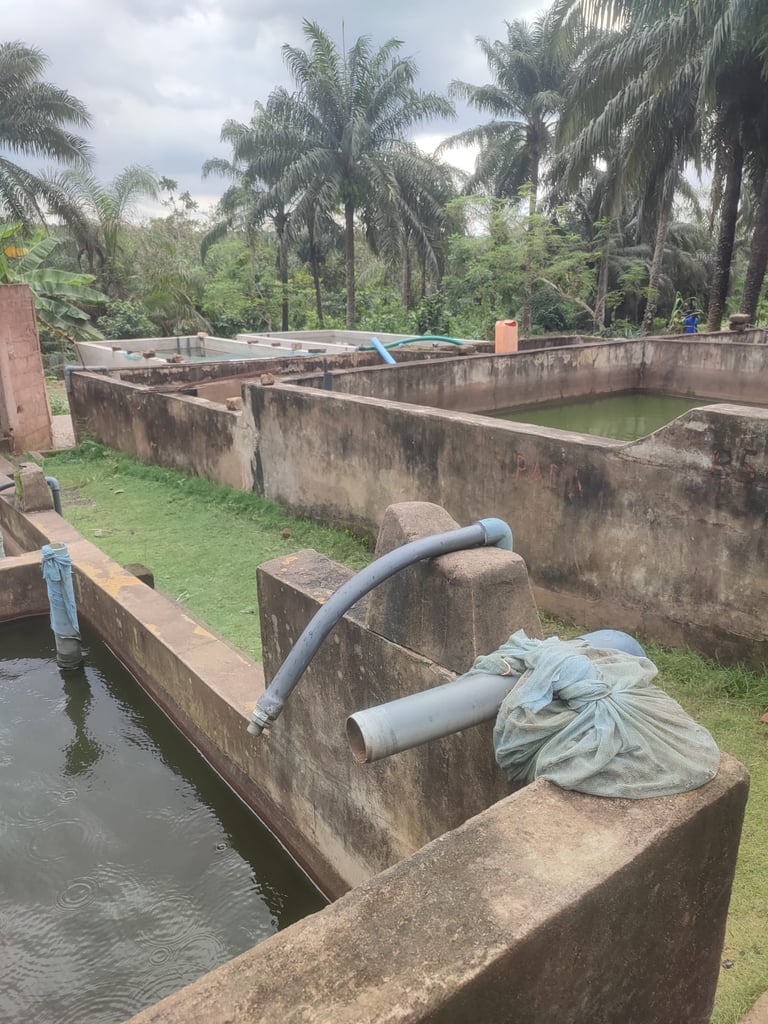 Bassins où sont élevés les poissons juvéniles de l'association MOBOVOME